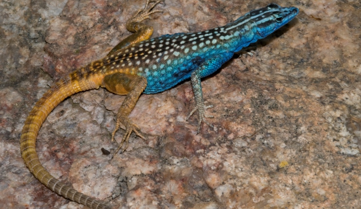 New two-tone lizard named after Sir David Attenborough