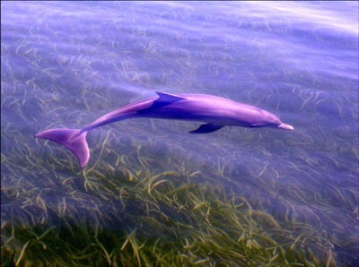 Dolphin Species Pictures