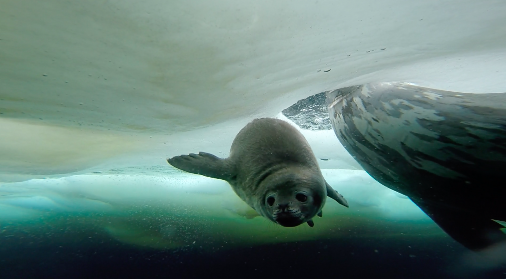 Newsroom Where Will The Weddell Seals Go? Deciphering The Movements Of ...