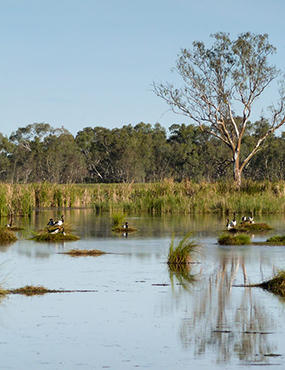 Magpie geese in Macquarie Marshes