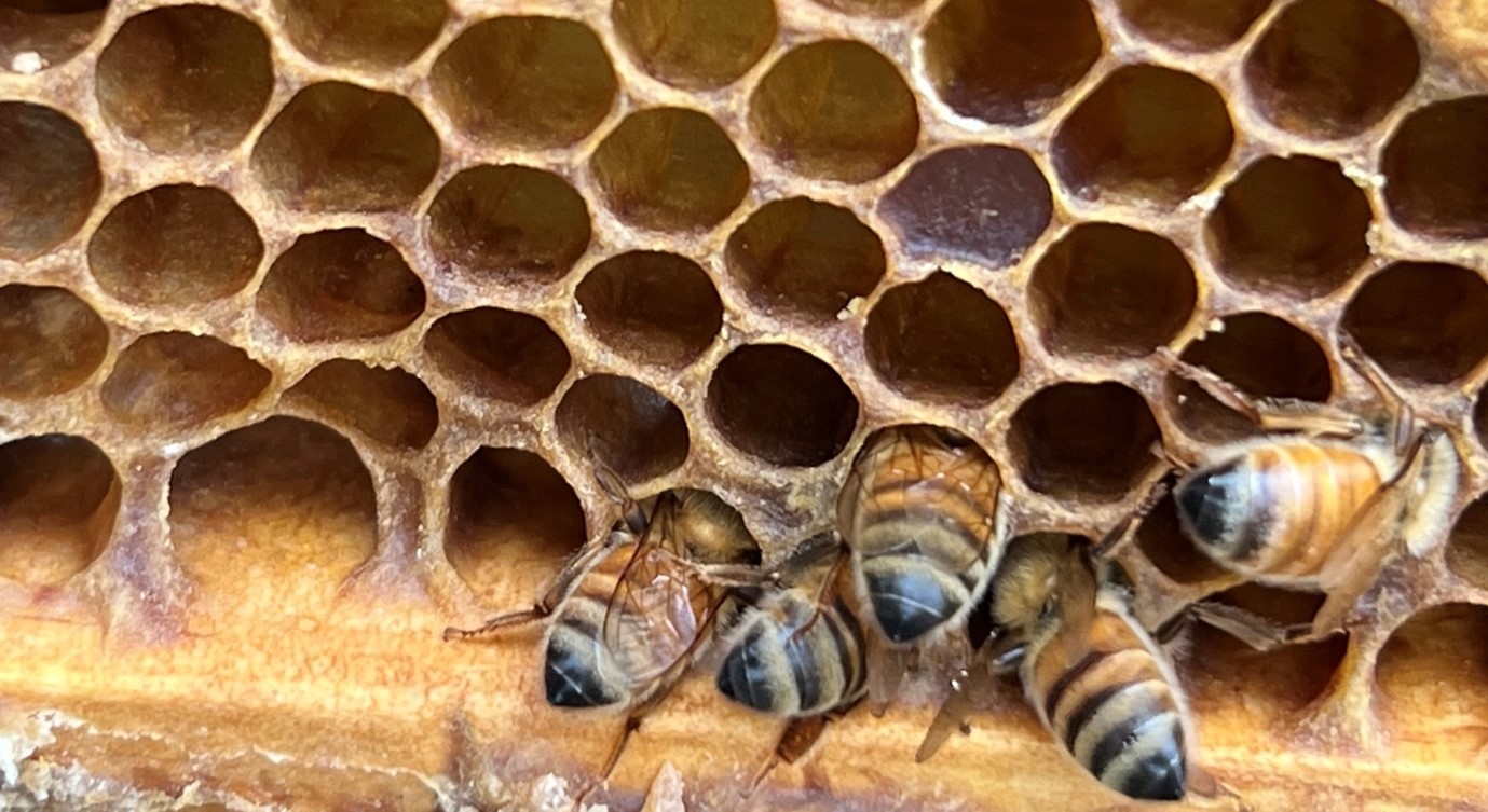 five bees with their heads inside a hive