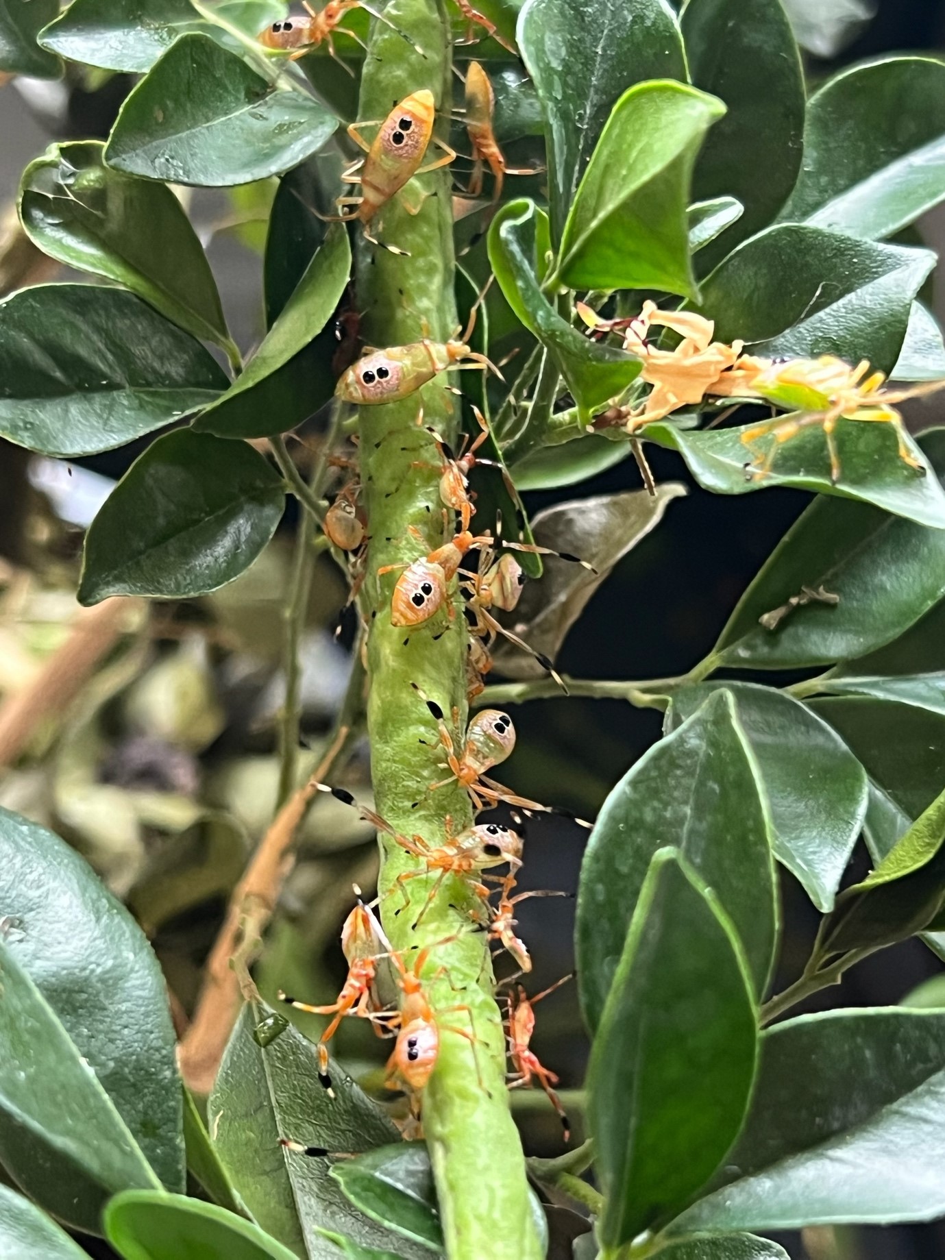 a group of insects on a macadamia plant