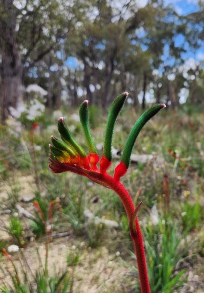 A red and green Kangaroo Paw flower.