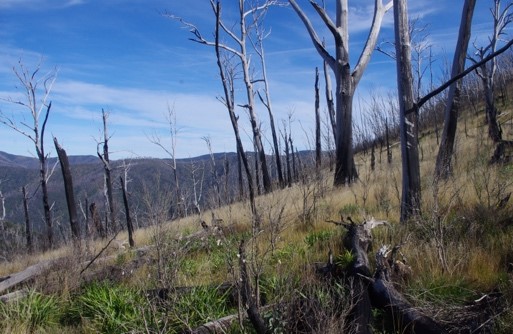 Burnt trees in the Australian bush.