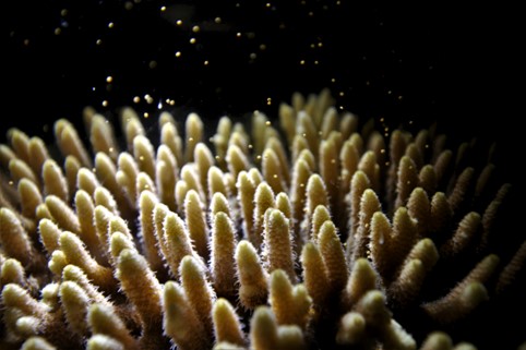 Lots of yellow coral on a dark background