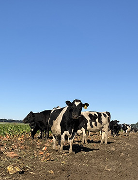 Half a dozen Freisian cows in a low winter crop, under a big blue sky in Aotearoa New Zealand.