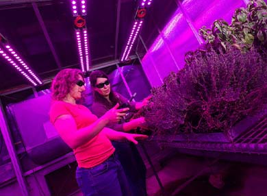 Two people wearing glasses and masks, looking at plant samples.