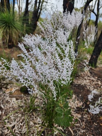 A white Australian plant in the bush.