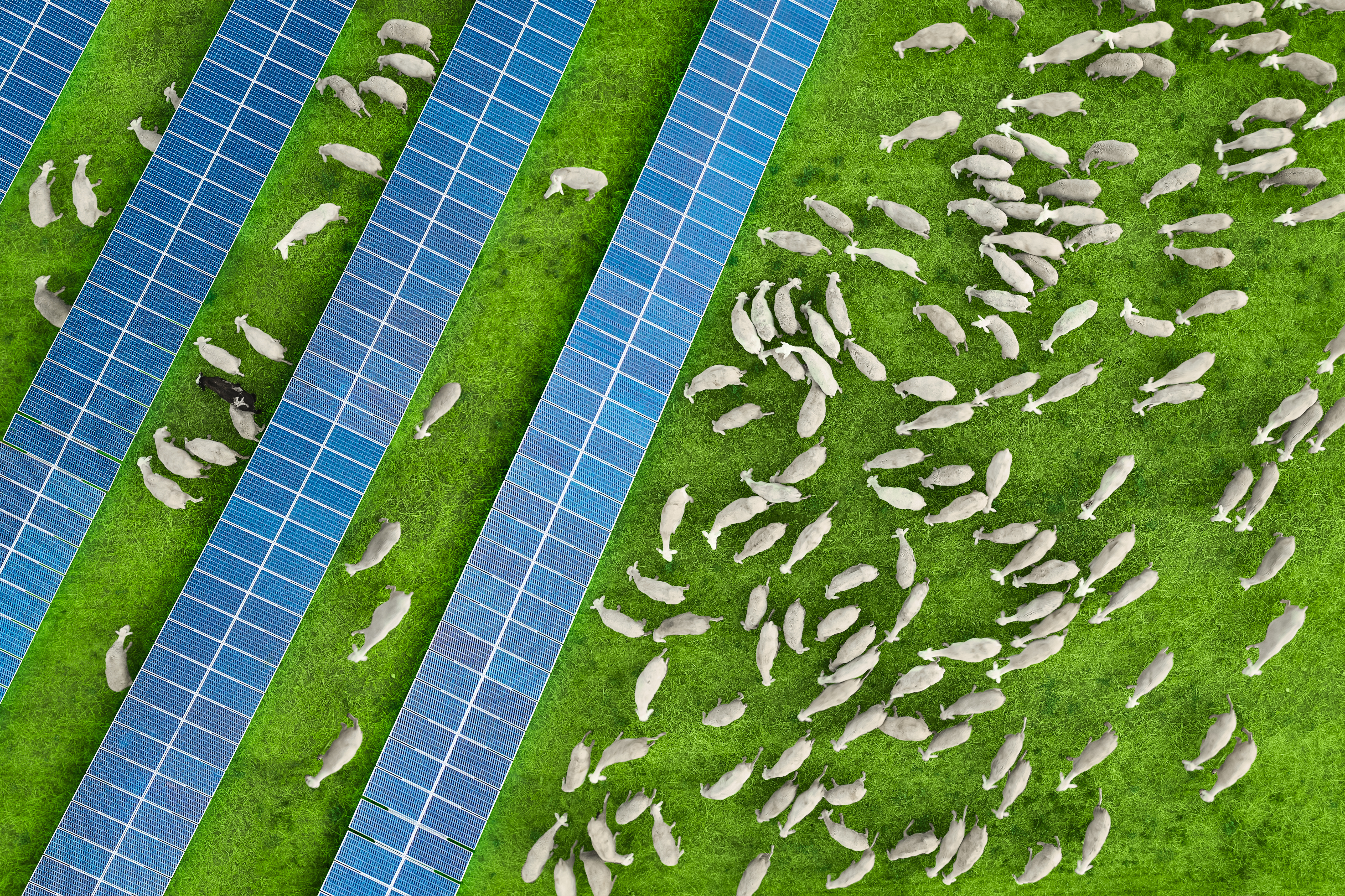 Image of sheep and agrisolar panels