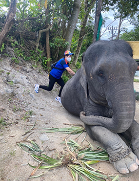 Valerie putting pressure on an elephants back