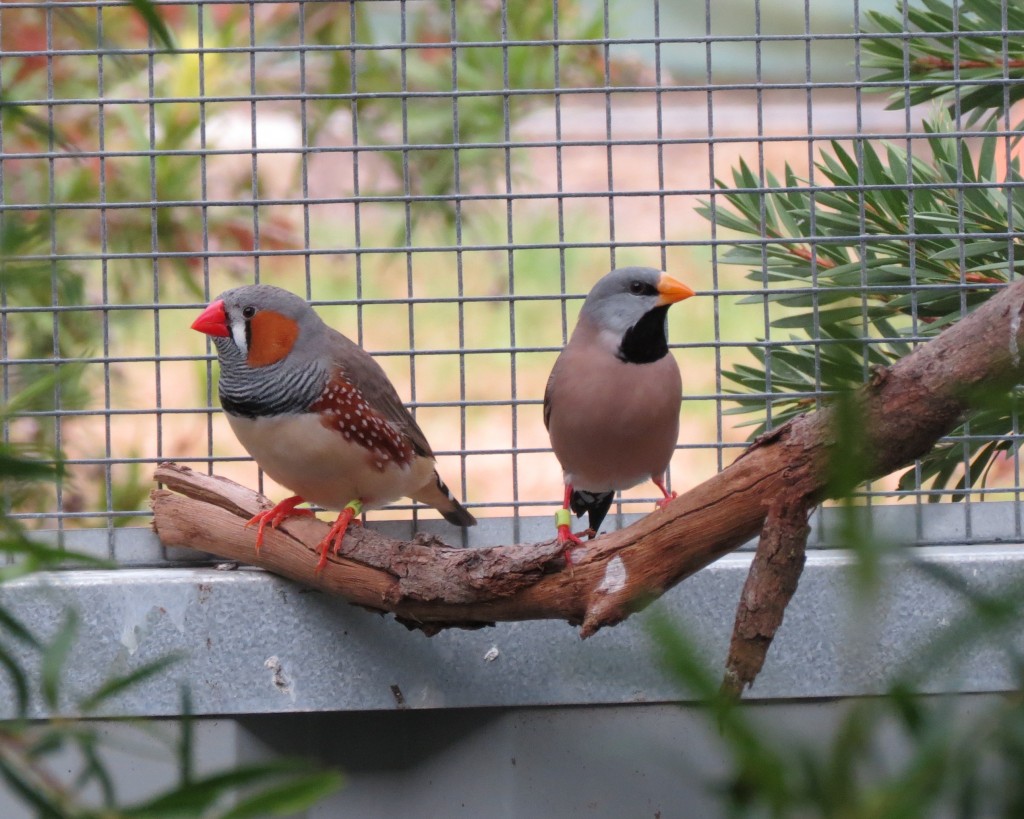 Newsroom Supermodel Aussie finches do a sexy DNA swap at hotspots like ...